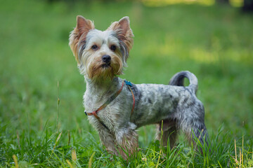 Cute portrait of a Yorkshire Terrier dog on a walk on a sunny day.