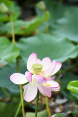ハスの花