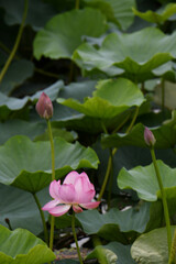 ハスの花