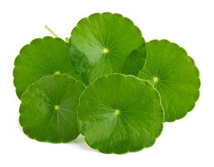 Close-up of fresh green leaves