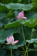 ハスの花