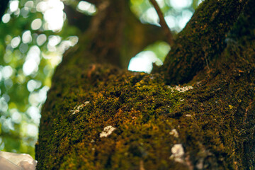 Obraz premium Close-up of a tree trunk covered in vibrant green moss, with dappled sunlight and bokeh creating a magical forest feel.
