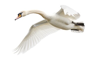 Elegant swan in flight