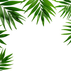 The green leaf frame and border are a refreshing natural tree design, perfect for spring or summer foliage