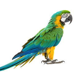 Obraz premium A vibrant colorful macaw parrot bird isolated on a transparent background png