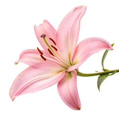 Naklejka premium An elegant arrangement of pink lily flowers isolated on a transparent background png
