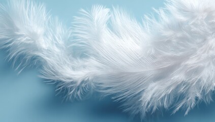 Obraz premium Delicate white feathers on a light blue background