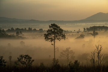 Misty sunrise over Thung Salaeng Luang National Park, Thailand – a breathtaking view of fog-covered pine forest with golden sunlight and mountain silhouette in the background