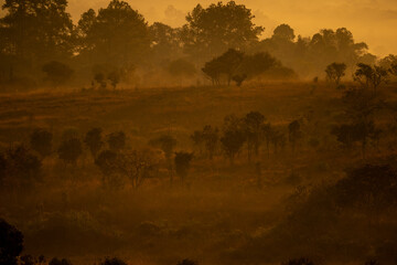 Misty sunrise over Thung Salaeng Luang National Park, Thailand – a breathtaking view of fog-covered pine forest with golden sunlight and mountain silhouette in the background