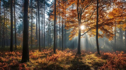 Obraz premium Sunbeams illuminate a misty autumn forest with tall trees and colorful leaves.