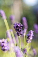 Purple lavender blooming in summer