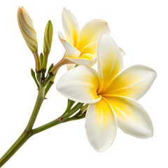 Fototapeta premium A blooming yellow and white chamomile flower isolated on a transparent background png