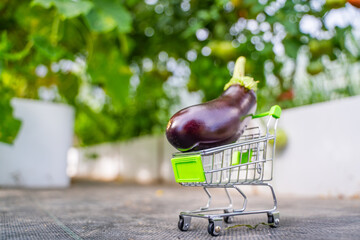 Dark purple eggplant in a shopping cart close-up on a greenhouse background