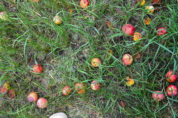 fallen apples on green grass in an orchard. natural harvest scene, suitable for themes like...