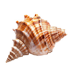 Obraz premium Close-up of a sea shell with intricate spiral patterns and warm colors