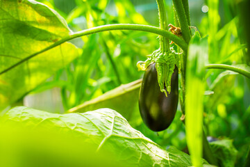 Beautiful ripe eggplant growing on a bed in a greenhouse, close-up