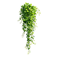 Fototapeta premium Lush green ivy cascading downwards