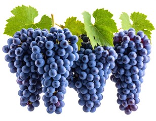 Close-up of three bunches of dark purple grapes with green leaves