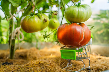 Red tomato in a small shopping cart on a bed in a greenhouse, close-up. Home grown eggplant