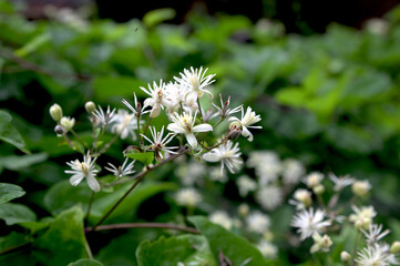 Flowers of Old Man's Beard (Clematis vitalba)