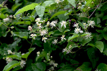 Flowers of Old Man's Beard (Clematis vitalba)