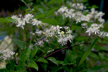 Flowers of Old Man's Beard (Clematis vitalba)