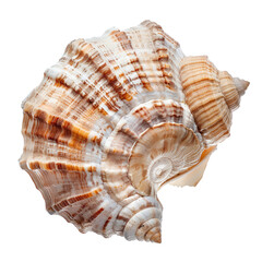 Fototapeta premium Close-up of a seashell, light brown and cream colors, intricate spiral design