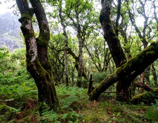 Lush forest scene with ancient trees