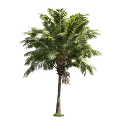 Isolated tropical palm tree
