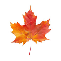 Fototapeta premium Autumn maple leaf, vibrant orange-red