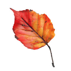 Close-up of a vibrant autumn leaf.  Red-orange hues.  Detailed veins.  Isolated on black