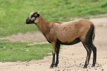 Cameroon sheep profile view