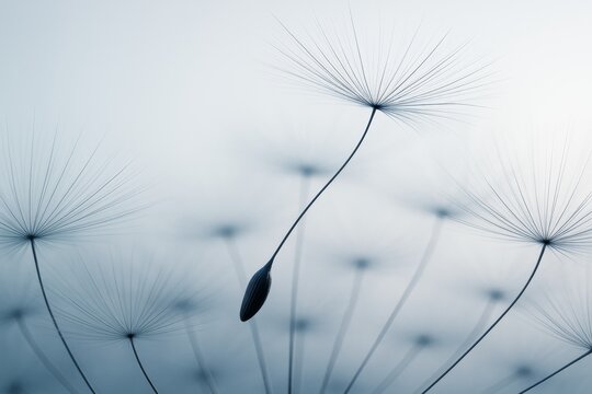 Close-up of dandelion seeds in soft light on a blurred background, symbolizing fragility, freedom, and nature's abstract beauty.