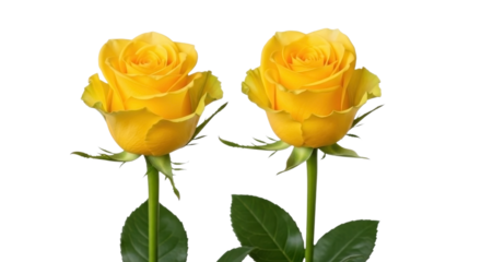 Two vibrant yellow rose buds with green leaves and stems isolated on transparent background