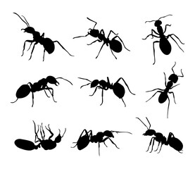 black ant silhouettes in various poses