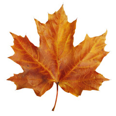 Obraz premium Close-up of a vibrant autumn maple leaf (1)