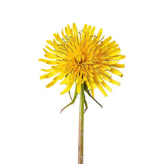 Close-up of a vibrant yellow dandelion