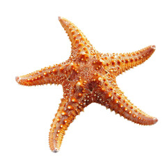 Orange starfish, top-down view