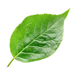 Obraz premium Close-up of a vibrant green leaf (2)
