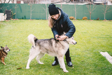 A woman puts a collar on a large dog in a grassy backyard with another dog watching. Outdoor scene,...
