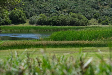 Lush Wetland Vegetation at Free State Botanical Garden, South Africa