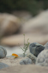 Resilient green plant and a fallen yellow leaf on sandy riverbed, surrounded by smooth grey stones in nature.