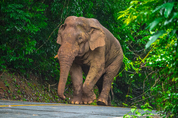 Elephants are large mammals and are the largest land animals. Wild elephants eat plants. They are...