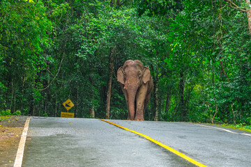 Elephants are large mammals and are the largest land animals. Wild elephants eat plants. They are...