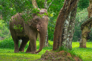 Elephants are large mammals and are the largest land animals. Wild elephants eat plants. They are...