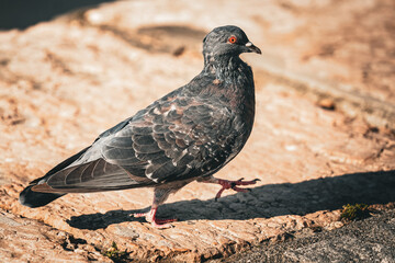 pigeon on the ground