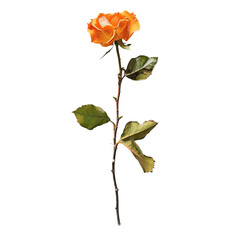 Single orange rose on black background.  Detailed botanical illustration