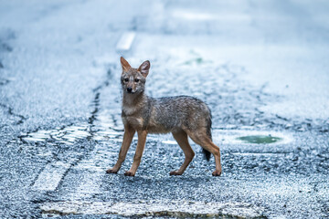 Golden jack The ears are large and erect. The fur on the body is quite long and gray mixed with...