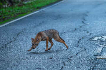 Golden jack The ears are large and erect. The fur on the body is quite long and gray mixed with...