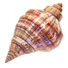 Obraz premium Detailed close-up of a sea shell. Colorful spiral seashell, intricate patterns